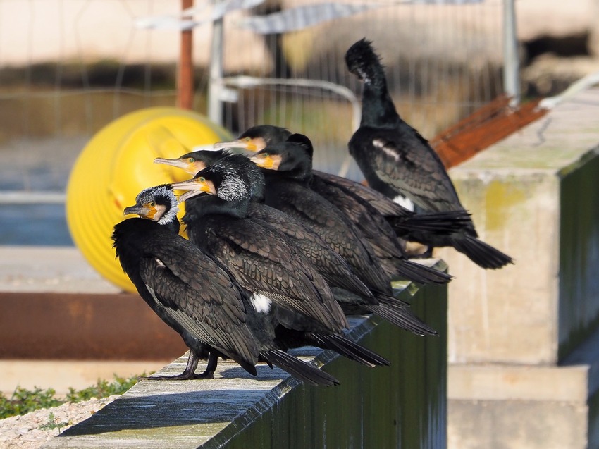 Cormorani (Phalacrocorax carbo)